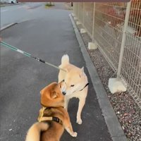 お友達に会った時のぽんた君3