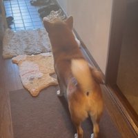 家族を見送る柴犬