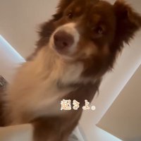 飼い主さんを起こすコロくん4