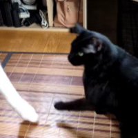 猫パンチで怒られた！！