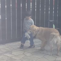ぬいぐるみをくわえて男の子のそばに立つ犬