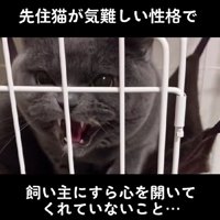 子犬を受け入れられる…？