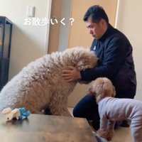 パパの顔を見つめる大型犬