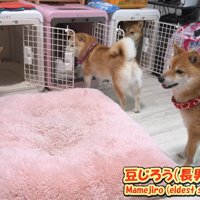 ハウスに向かう4匹