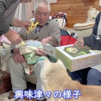 おもちゃに釘付けになるあいちゃん