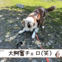 魚に大興奮するガルちゃん