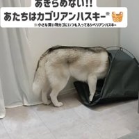 諦めないはくちゃん