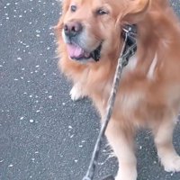 踏ん張って歩くことを拒否