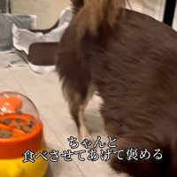 おやつを食べられたこげまる君