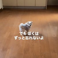 何もない部屋で振り返る犬