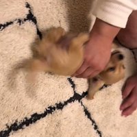 寝転がって大はしゃぎ♪