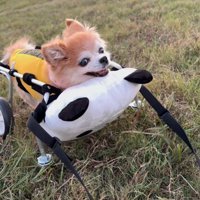 お散歩を楽しむさくらちゃん6