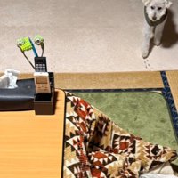 日本生まれのアシリちゃんは…