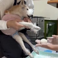 お餅を差し出され前足を伸ばす犬