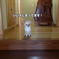 いい子にお座りして待機