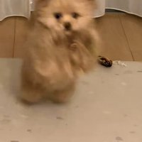 別バージョンの伏せ2