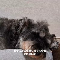 感情を出さないルアナちゃん