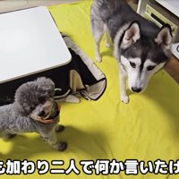 見つめる2匹のわんこ