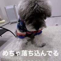 服を着て俯いている犬