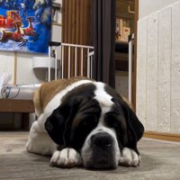 首をかくのが下手なむちゃ君6