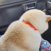 もちもち