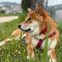 動く気ゼロの姿も可愛い