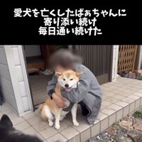人に抱きしめられる犬