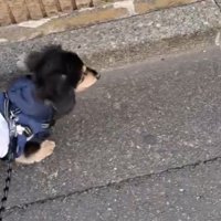 調子のいい日にはお散歩