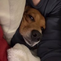 ソファーに頭だけ乗せる中型犬