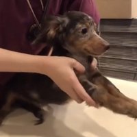 前足を伸ばされる犬