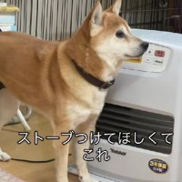 飼い主さんに催促するひめこちゃん