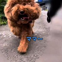 母親の方へ駆け寄ってくる犬