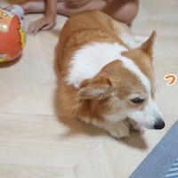 女の子に背を向けて床に伏せる犬