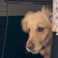 モコちゃんの寝起きの瞬間9