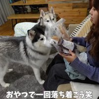 おやつを持った女性の前に並ぶ2匹のハスキー犬