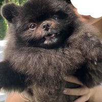 カメラを見つめる黒い犬