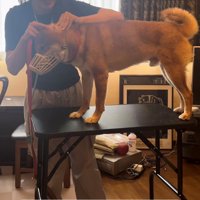 耳の中をチェックされている犬