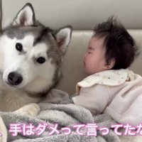 赤ちゃんの隣で飼い主を見る犬
