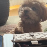 舌が出てるボムさん