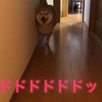 爆速で走る福くん