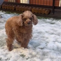 ネイルのモチーフになったモカちゃん