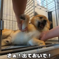 おにぎりくんの散歩拒否6