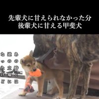 甘えん坊なハルヱちゃんの過去と現在8