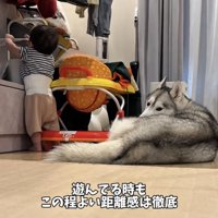 遊ぶ赤ちゃんを後ろから見守る犬