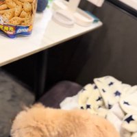 くまちゃんに「おやつほしいの？」と聞いたら8