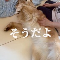 犬の体を再び撫で始める女性