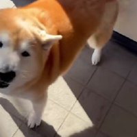 嬉しそうな声でお出迎え♡