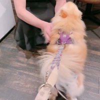 大喜びで甘えるジゼルちゃん