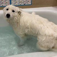 シロクマさんだ！！