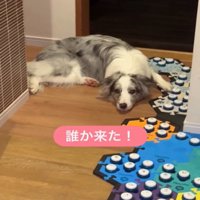 飼い主を見つめる犬1